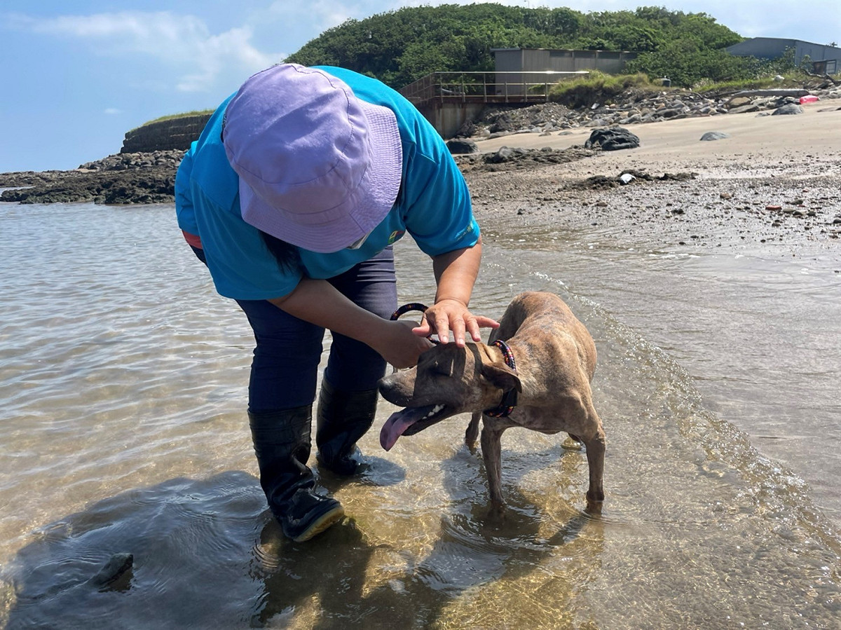淡水動物之家動保員李謹帶著毛孩到海邊享受海水浴。 圖：新北市動保處提供
