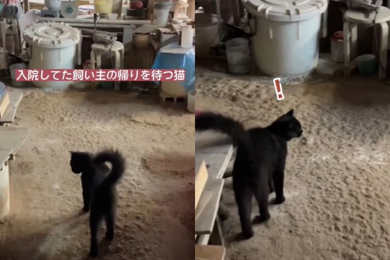 陶工爺爺因住院多日未歸，黑貓遊蕩苦苦等待，重逢時牠愣住了。 圖／TiKTok：gingayu