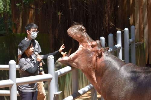 新竹市立動物園動物認養卡自國際生物多樣性日起開放認購，500元就能夠享有一年內免費入園，還有多項卡友活動。 圖：新竹市政府/提供