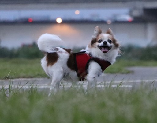 14歲吉娃娃犬Cooper，罹患小型犬好發的瓣膜性心臟病。 圖：新北市動保處提供