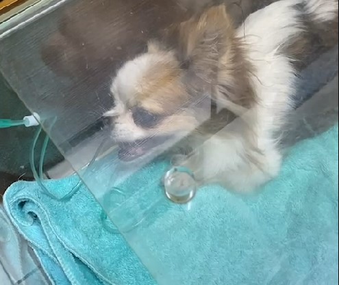 Cooper生前因心臟病導致肺積水，以氧氣治療。 圖：新北市動保處提供