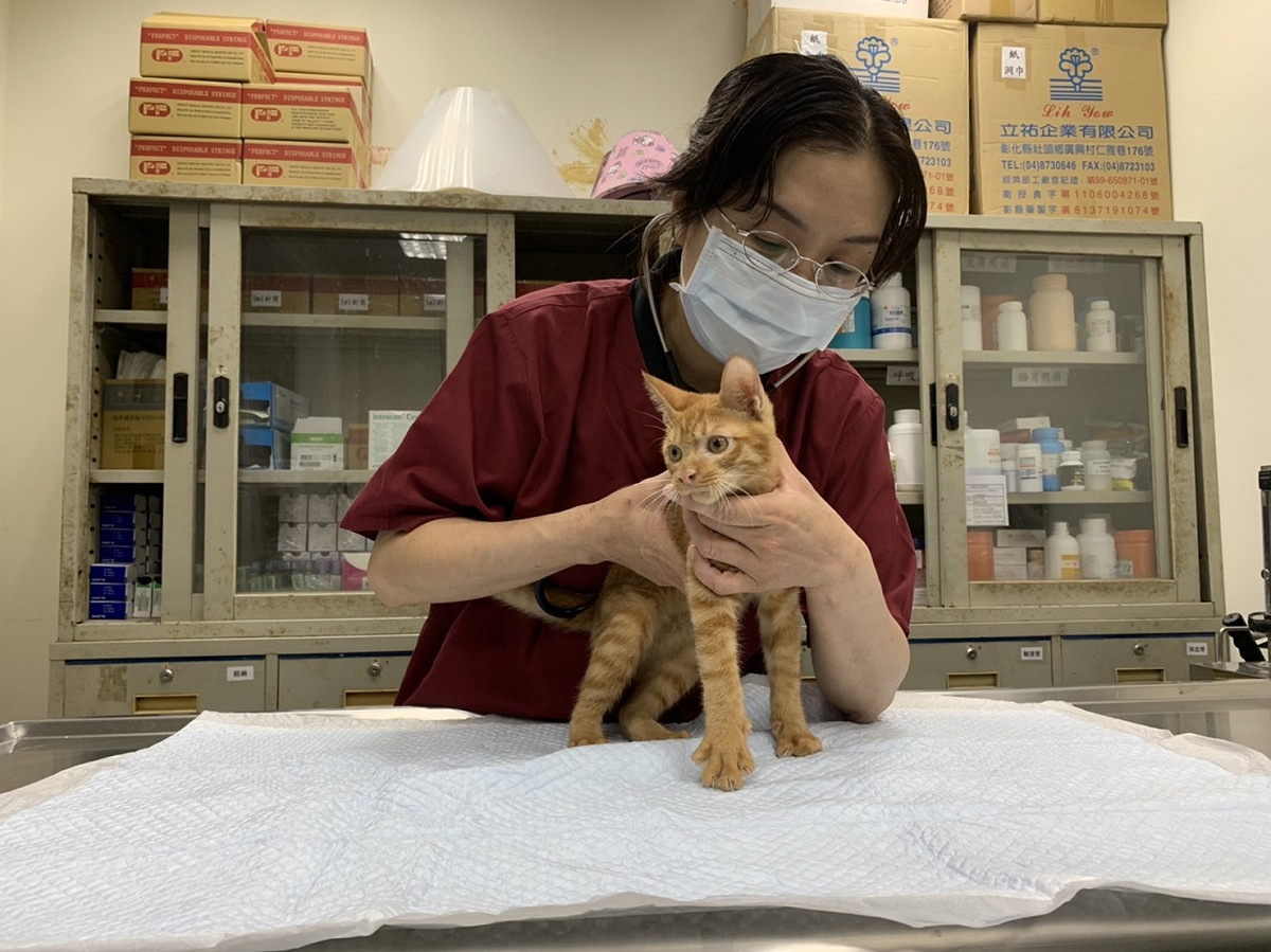 獸醫師幫狗狗做聽診，檢測是否有異常心雜音。 圖：新北市動保處提供
