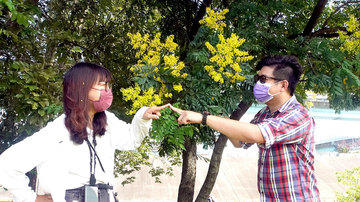 金黃色小黃花隨風搖曳的姿態使人感到愜意放鬆。 圖：新北市高灘處提供