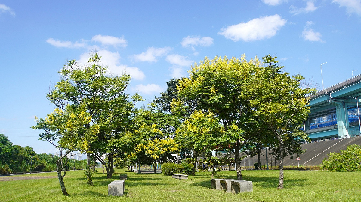 大漢溪右岸城林橋下河濱公園綠地台灣欒樹盛開。 圖：新北市高灘處提供