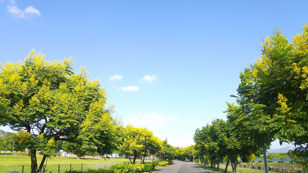 大漢溪左岸柑園露營區周邊台灣欒樹盛開中。 圖：新北市高灘處提供