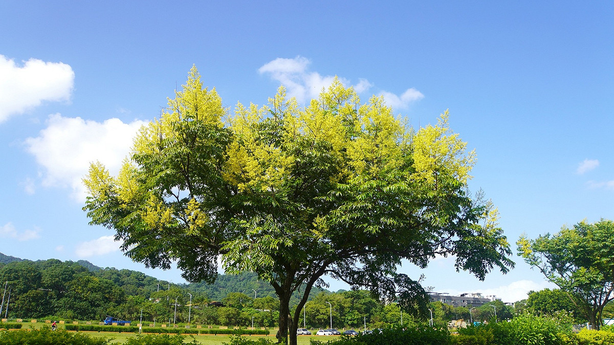 台灣欒樹的美增添了初秋浪漫的氣息。 圖：新北市高灘處提供