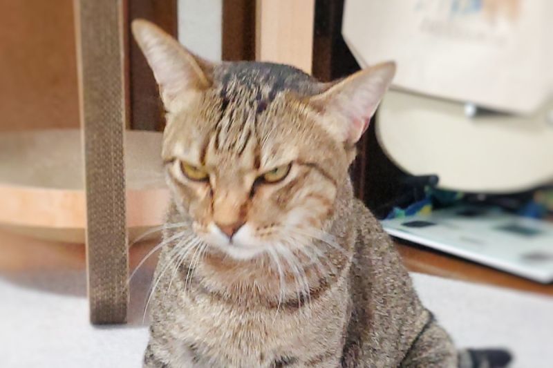 貓咪刷完牙氣噗噗，飼主喊1句秒開心：「我又好了」。 圖／Twitter：Mh0MLiErcV8E97C