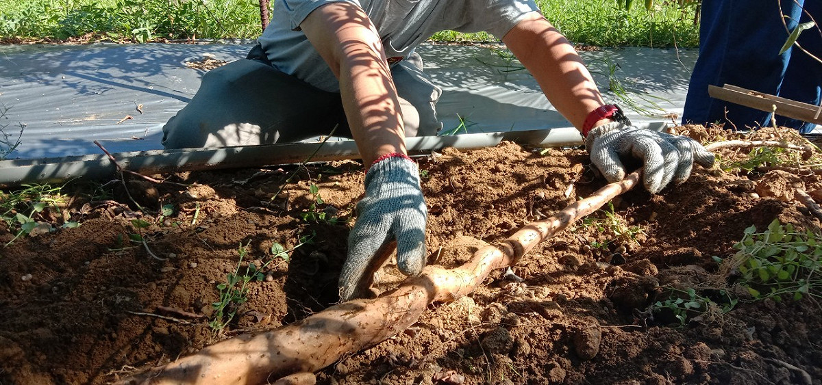 新北山藥主要種植的「基隆原生種山藥」，是臺灣特有的野生品種，口感Q糯綿細。 圖：新北市農業局提供