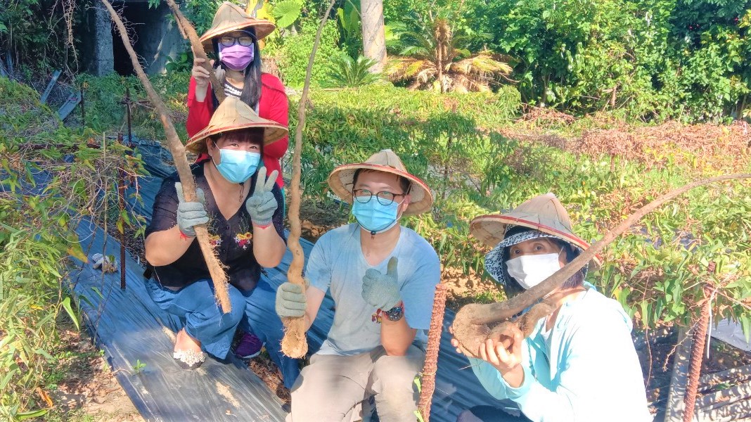 新北山藥產季到，歡迎民眾到產地挖掘山藥、流流汗。 圖：新北市農業局提供