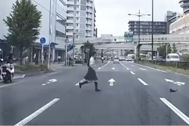 幼貓卡在車流裡無助亂竄，女高中生勇敢救援，感動過程全曝光。 圖／Twitter：kazumarugou