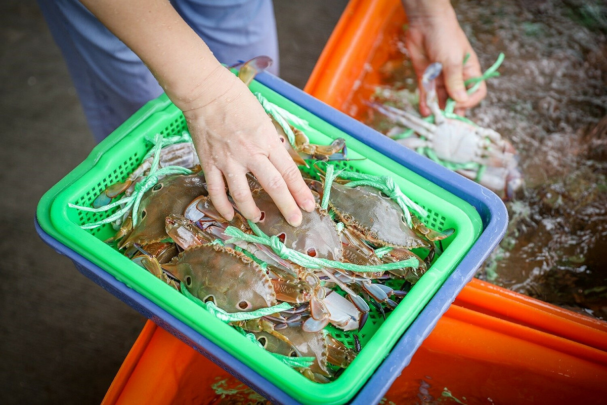 三點蟹來囉，圖中為民眾以籃子盛裝三點蟹準備購買。 圖：新北市農業局漁業處提供