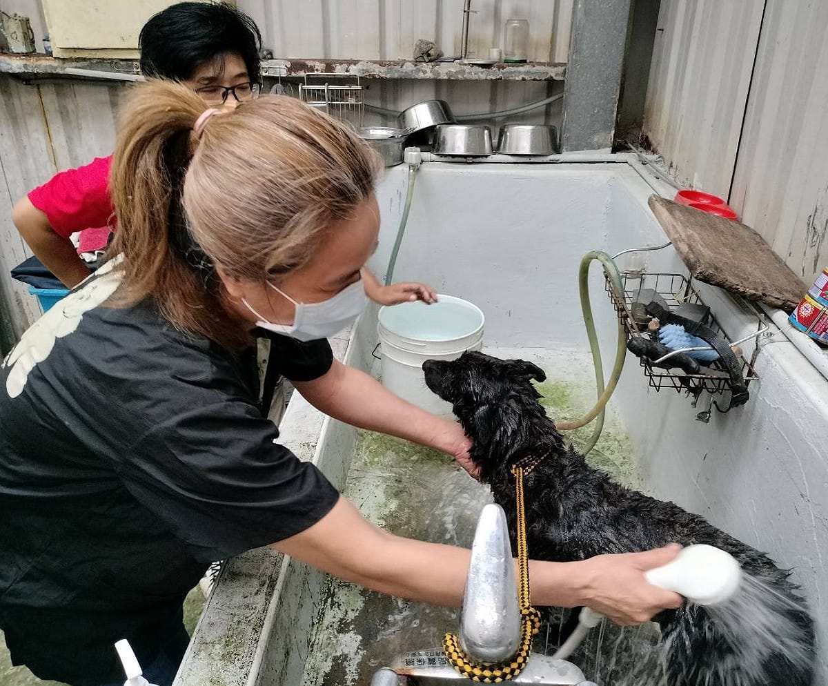 美容師劉家佩為小黑妞全身梳理清潔SPA。 圖：新北市動保處提供