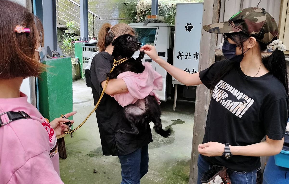 全身擦乾梳毛時領取乖寶寶獎勵吃點心。 圖：新北市動保處提供