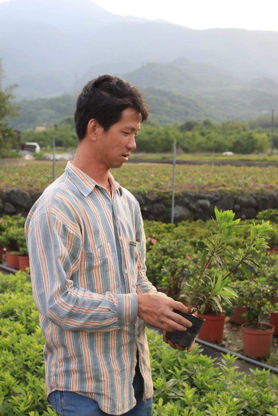 新北市金山區種植最多杜鵑的在地青農嚴慶榮表示，杜鵑花好種又漂亮，花期大約在3到4月間，他的產量每年超過70萬株 圖:翻攝自新北市政府官網