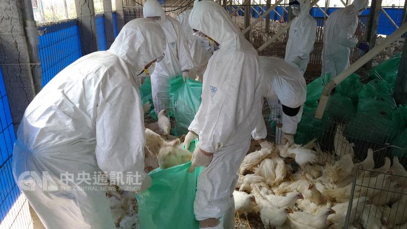 高雄市路竹區有1雞場採樣判定H5呈陽性反應，市府動保處9日已將該場1萬1522隻家禽全數撲殺，並同步執行 場區消毒及周邊臨近養禽場採樣監測工作，以有效防止 疫情擴散。 圖：中央社 （高雄市動保處提供）