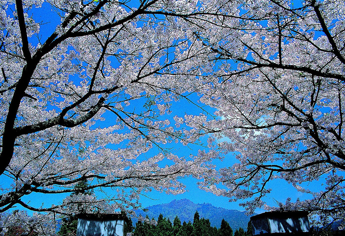 今年寒流來得晚，連帶阿里山櫻花也開得晚。 圖：翻攝自交通部觀光局網站