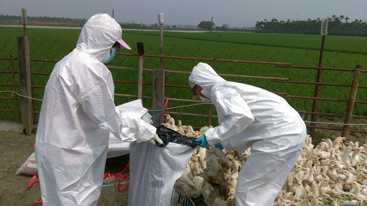 農委會已於2月間公告，檢驗單位檢驗家禽流行性感冒陰性，所有禽場需檢附檢驗報告，才能送往屠宰場。 圖：翻攝於屏東縣府網站