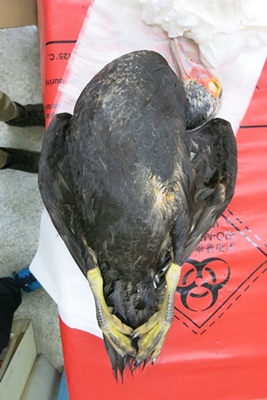 8日民眾通報，在碧湖公園中發現的鴨科水鳥屍體，今日確定檢出H5高病原性禽流感反應。 圖：翻攝自台北市動物保護處官網