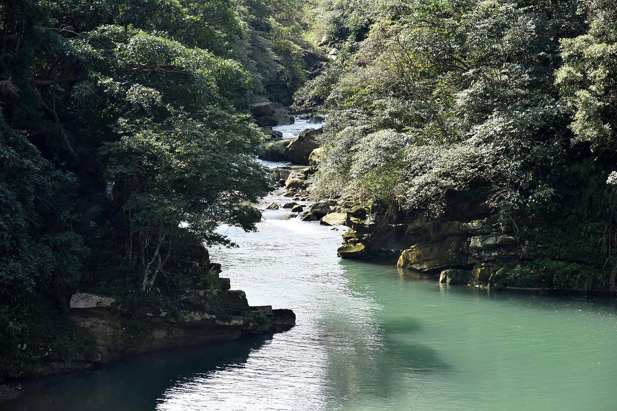 烏來杜鵑是新北市非常重要的原生種植物，但卻在民國73年翡翠水庫竣工後，因原生地被淹沒而消失於野外，為了彌補開發所帶來的破壞，市府進行人工培育，在北勢溪上游種植人工栽培植株，現今已有2萬5,000多株的烏來杜鵑在山區綻放。 圖:翻攝自朱立倫臉書