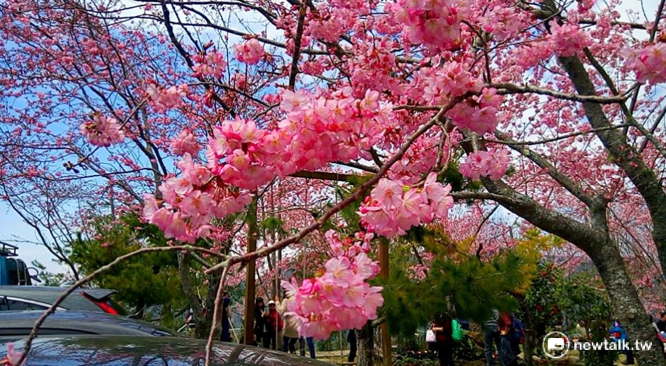 拉拉山恩愛農場櫻花花況，開得正美，民眾可把握本周三變天前，一睹精彩櫻花。 圖：Peter Yeh提供