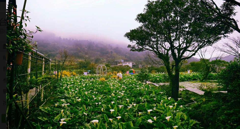 陽明山竹子湖海芋季3月24日至4月23日登場，目前海芋開花約5成。 圖：翻攝自台北響樂趣臉書。