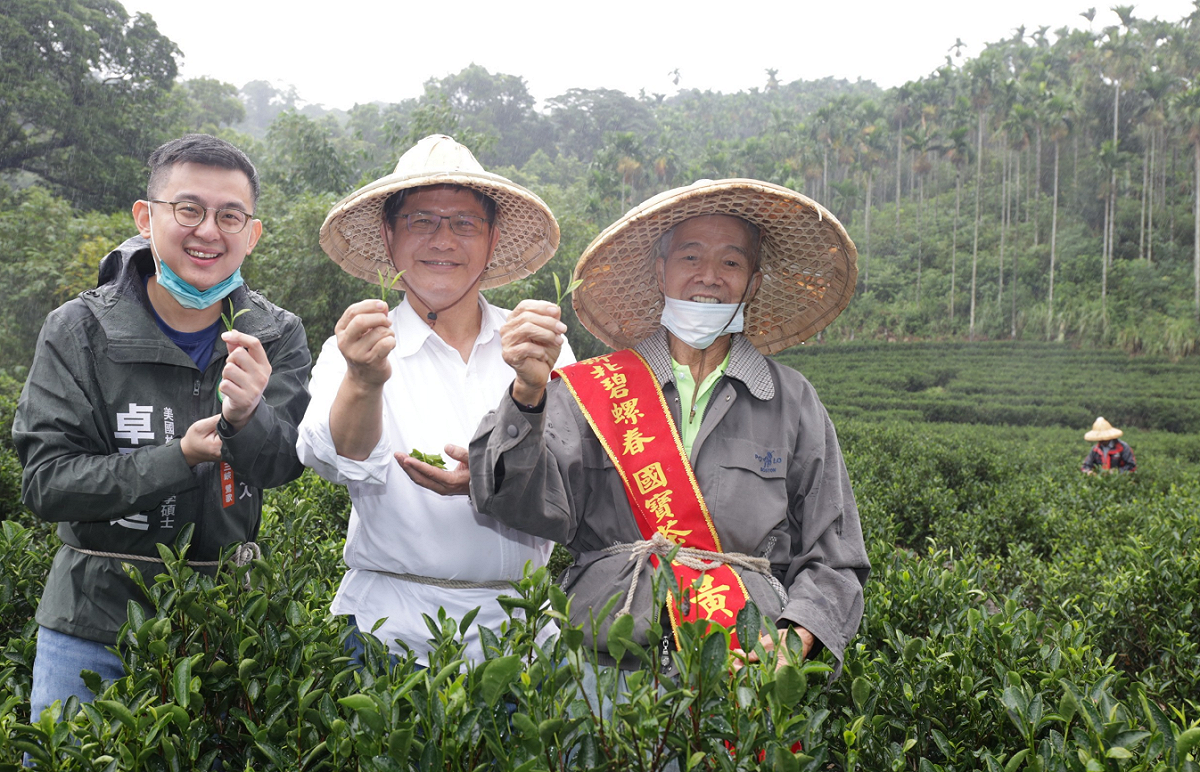 林佳龍也戴起斗笠走進茶園，親身體驗採茶樂趣。 圖:卓冠廷辦公室提供