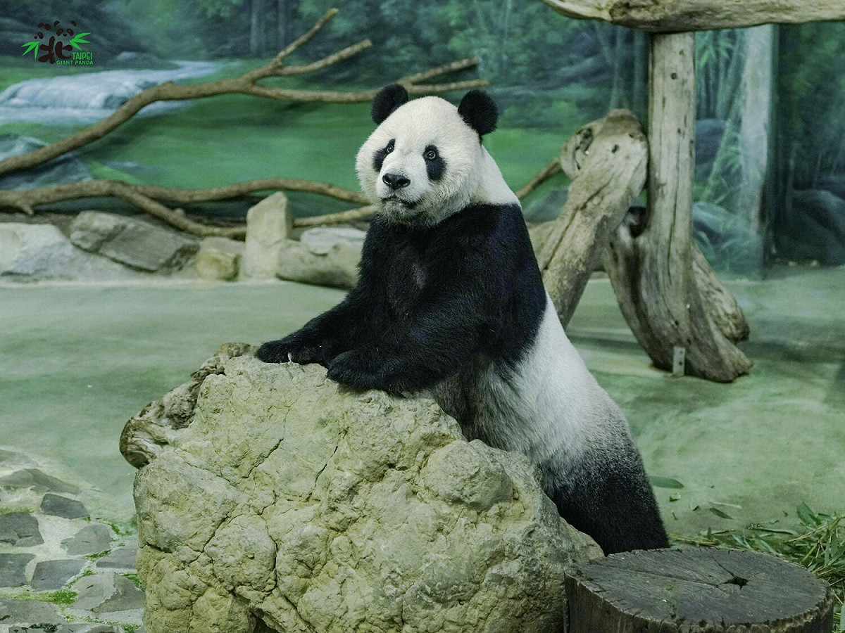 團團日前驚傳出身體欠佳引起大家關注。 圖：台北市立動物園/提供