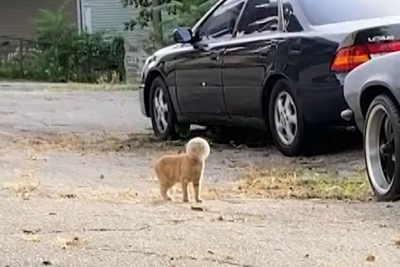橘貓液體化失敗，頭卡在玻璃碗內變巴斯光年，走在街上求救：「能幫幫我嗎？」。 圖／AP SWNS