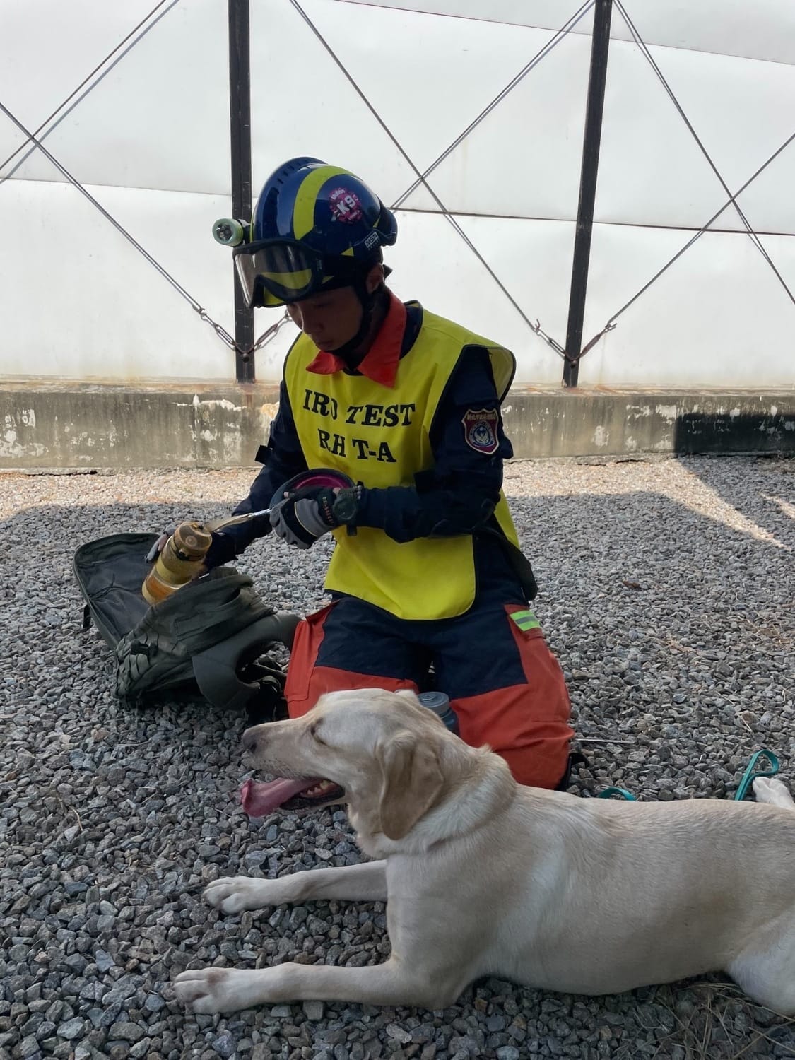 經檢測評量通過中級及高級認證的犬隻，即具備國際級的作業水準與素質，成為正式的搜救犬投入搜救的行列。 圖：新北市消防局提供