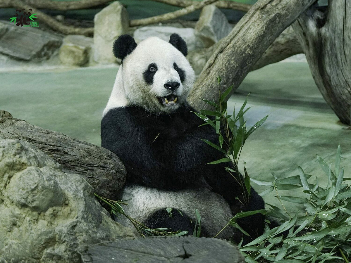 團團因為病情不樂觀，見客的時程將會延後。 圖：台北市立動物園/提供