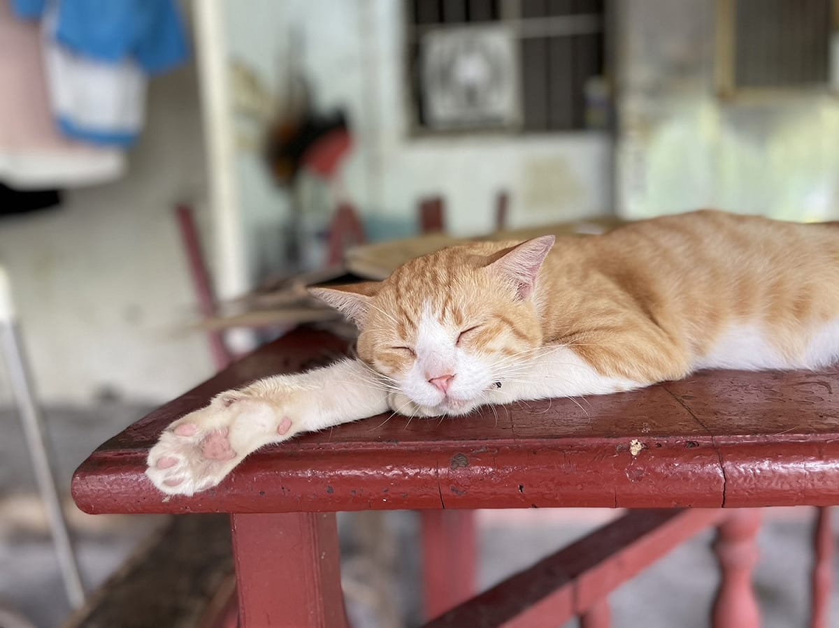 前往CNN推薦全球六大賞貓景點的猴硐貓村找貓咪。 圖：新北市觀旅局提供