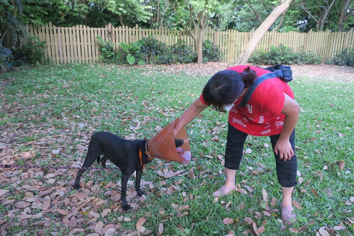 李姓愛媽常常至動物之家關心「麻糬」，愛媽與「麻糬」相當熟識。 圖：新北市動保處提供