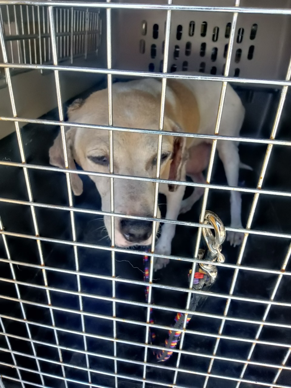 母犬乳腺瘤案件中狗狗年齡通常已超過8歲。 圖：新北市動保處提供