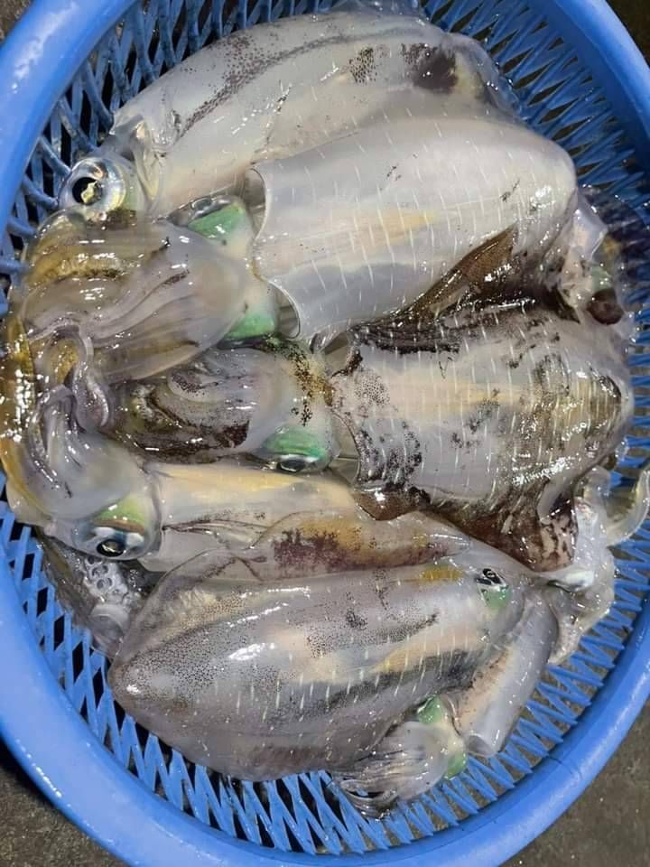 釣獲滿滿一框軟絲。 圖：新北市農業局漁業處提供