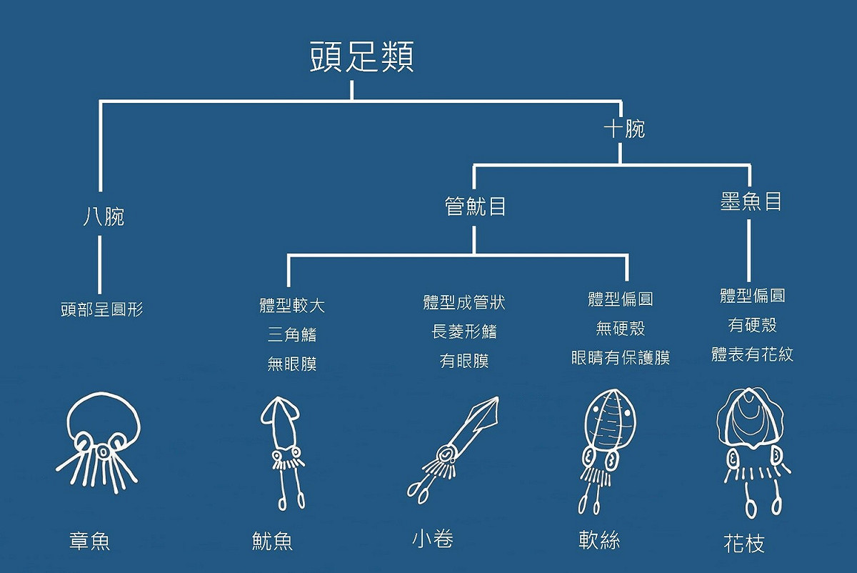 以形態特徵分辨頭足類。 圖：新北市農業局漁業處提供