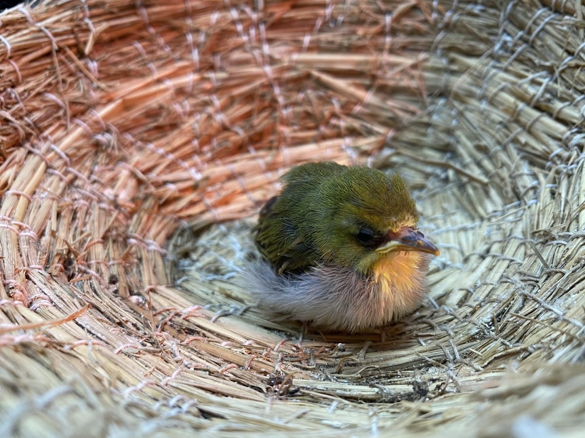 民眾送交路邊拾獲綠繡眼幼鳥。 圖：新北市動保處提供