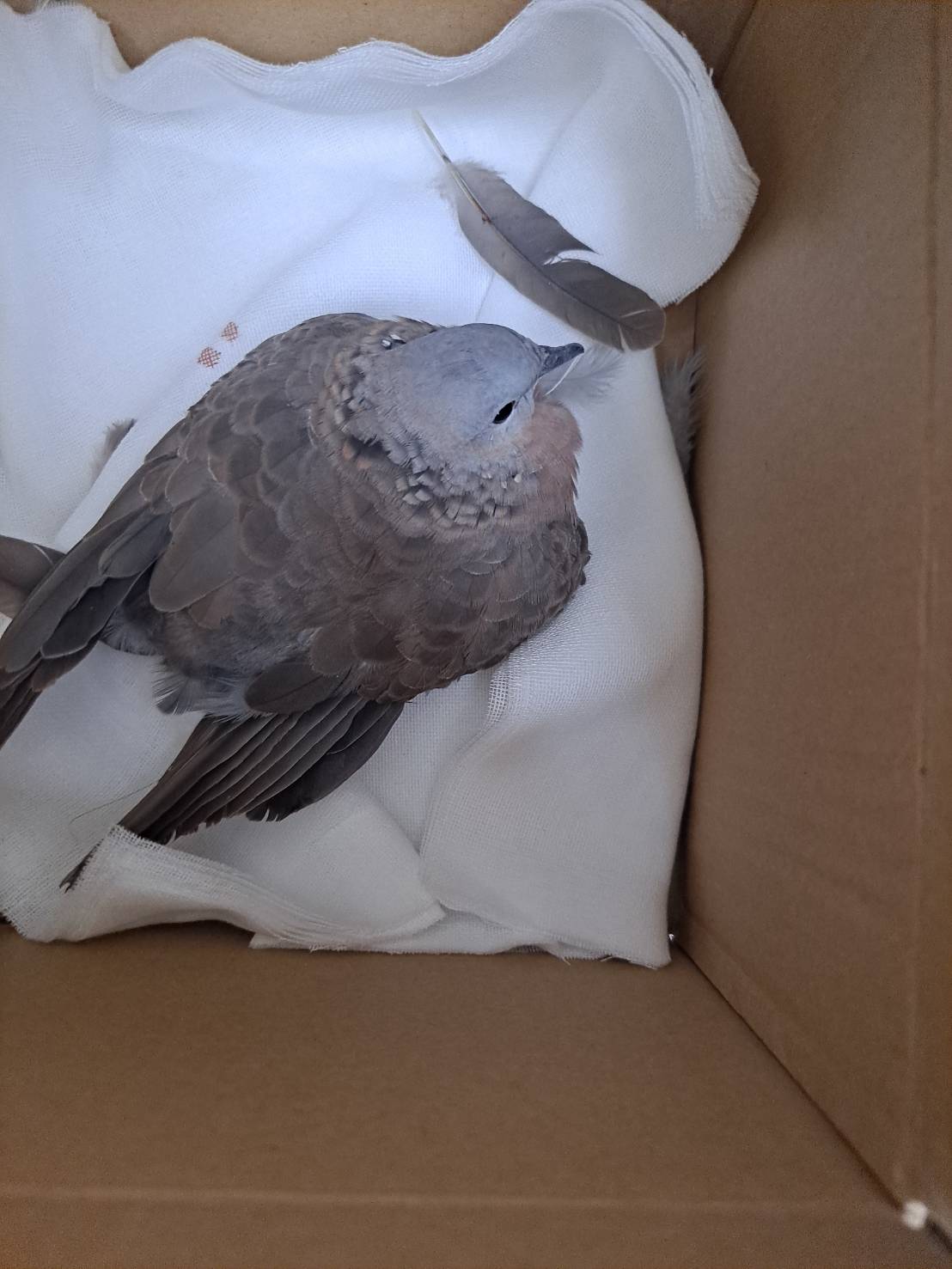 無法飛行，需救援的斑鳩。 圖：新北市動保處提供