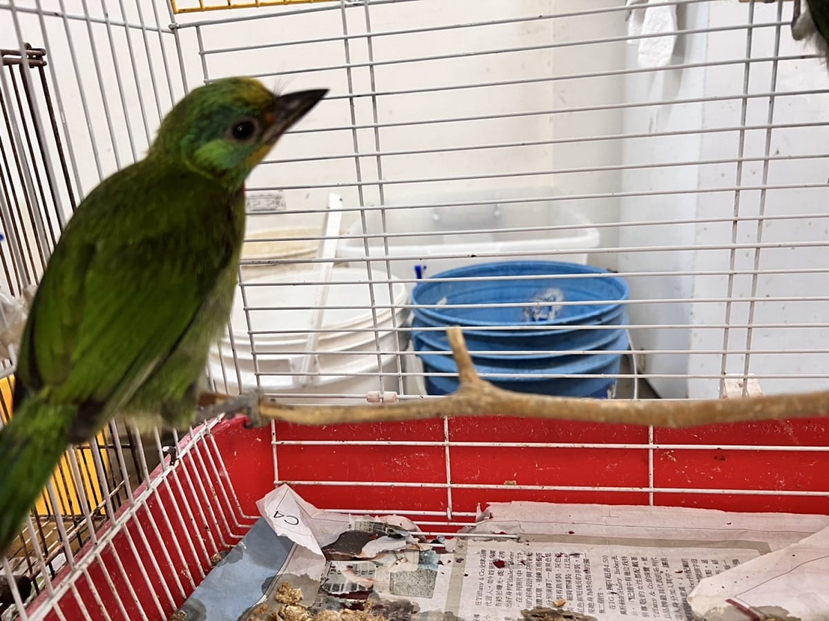 由動保員餵養長大的五色鳥。 圖：新北市動保處提供