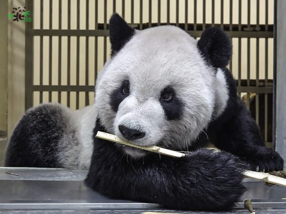 「團團」每天的竹葉進食量、排便量及活動力持續下降，甚至不到以前平常的一半。 圖：台北市立動物園/提供（資料照）