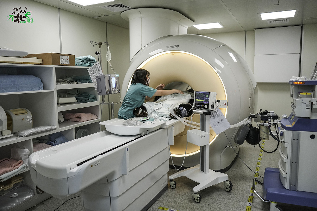 園方再度安排團團接受腦部磁振造影(MRI)檢查。 圖：台北市立動物園/提供