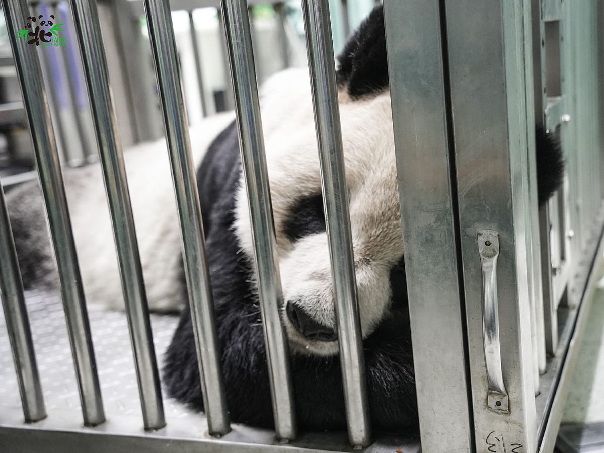 「團團」在10月22日上午於台大附設動物醫院再度接受腦部MRI等檢查，檢查前後歷時約3個小時，「團團」於10月22日中午約1點左右順利甦醒。 圖：台北市立動物園/提供