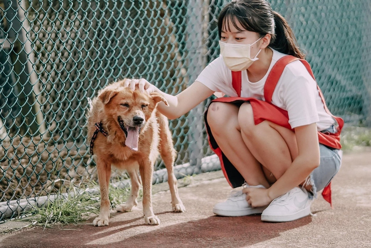 動保志工協助照護流浪犬。 圖：新北市農業局/提供