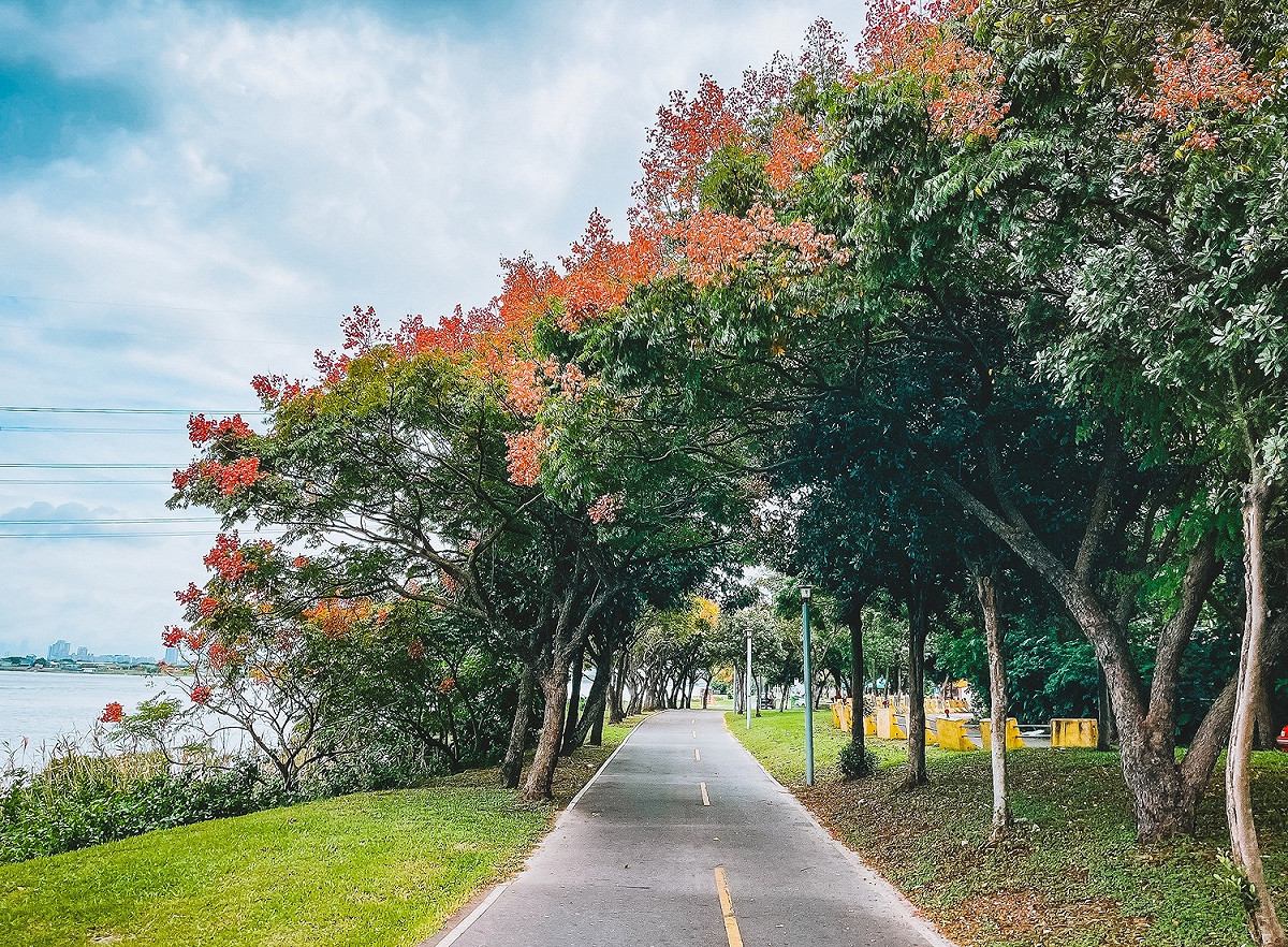 台灣欒樹的美增添了秋季浪漫的氣息。 圖：新北市高灘處提供