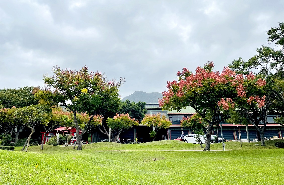 台灣欒樹的紅色果實在濃綠的草地更顯美麗。 圖：新北市高灘處提供