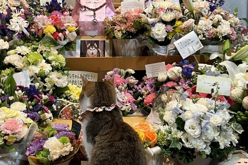 狗媽媽去彩虹橋，像牠孩子般的貓不捨地守在靈堂：「陪你最後一程」。 圖／Twitter：husky_grace