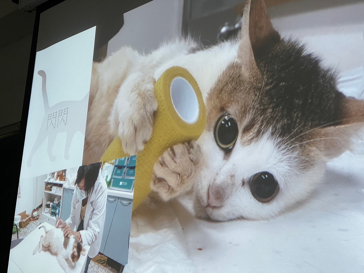 動保處醫療中心協助救援動物。 圖：新北市動保處提供