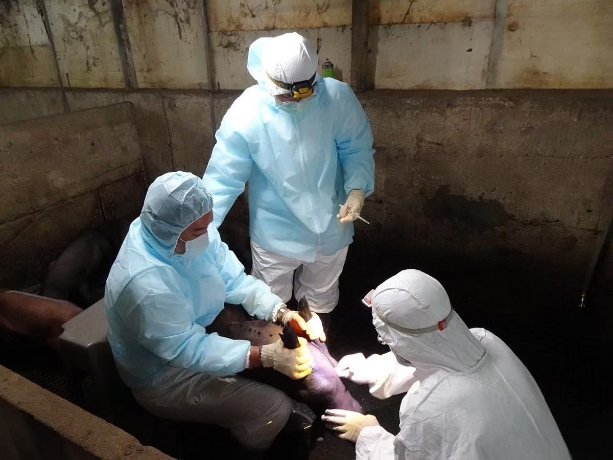 新北市動保處人員到養豬場進行豬瘟病毒監控防疫。 圖：新北市動保處提供