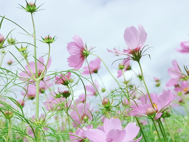 目前「2022關渡花海」開花率約3成，最美花期則是以實際天氣狀況為主。 圖：取自2022關渡花海官網