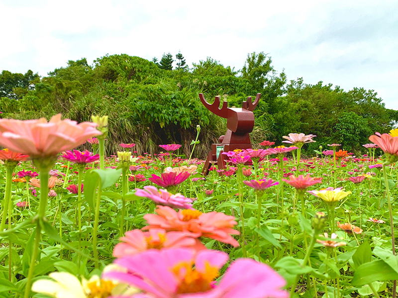 今年種植多色大波斯菊、百日草及黃波斯菊。 圖：取自2022關渡花海官網