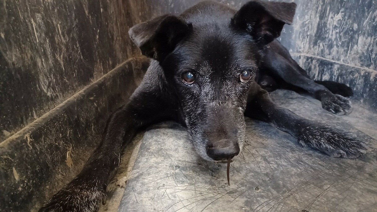 犬隻左側鼻腔可見探出黑色蟲體蠕動的水蛭。 圖：新北市動保處提供